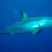 Lo squalo Mako (Isurus oxyrhincus). Foto by Patrick Doll
